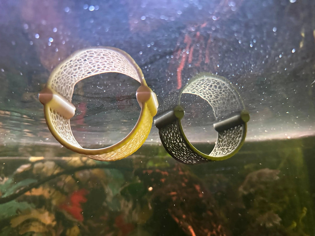 How to Build a Natural-Look Betta Setup (That’s Actually Safe) - Blubber Cove