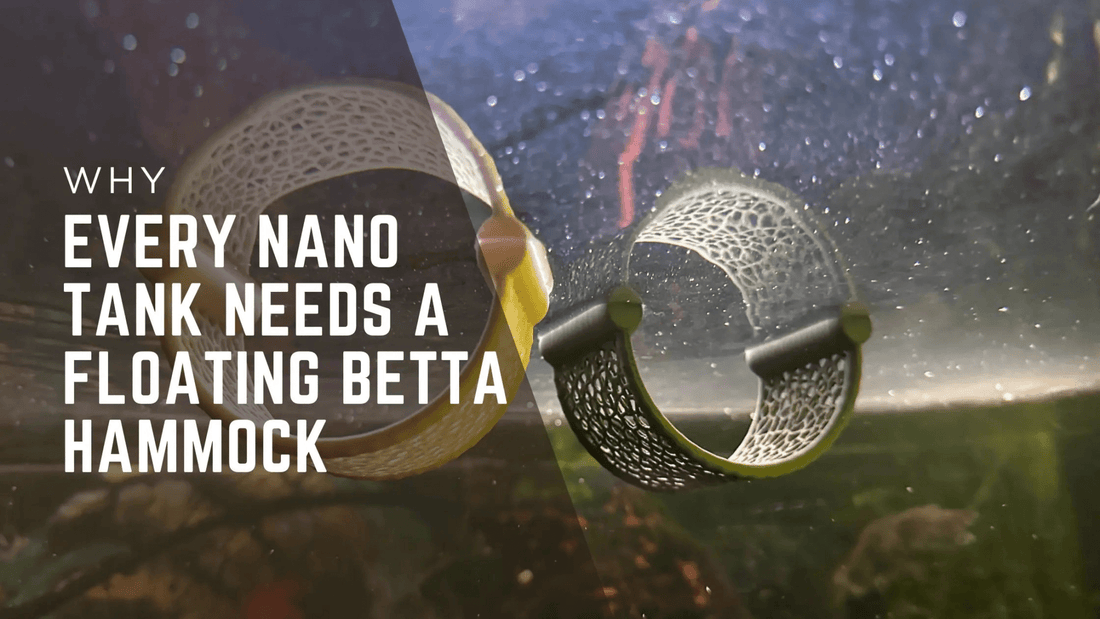 Why Every Nano Tank Needs a Floating Betta Hammock - Blubber Cove