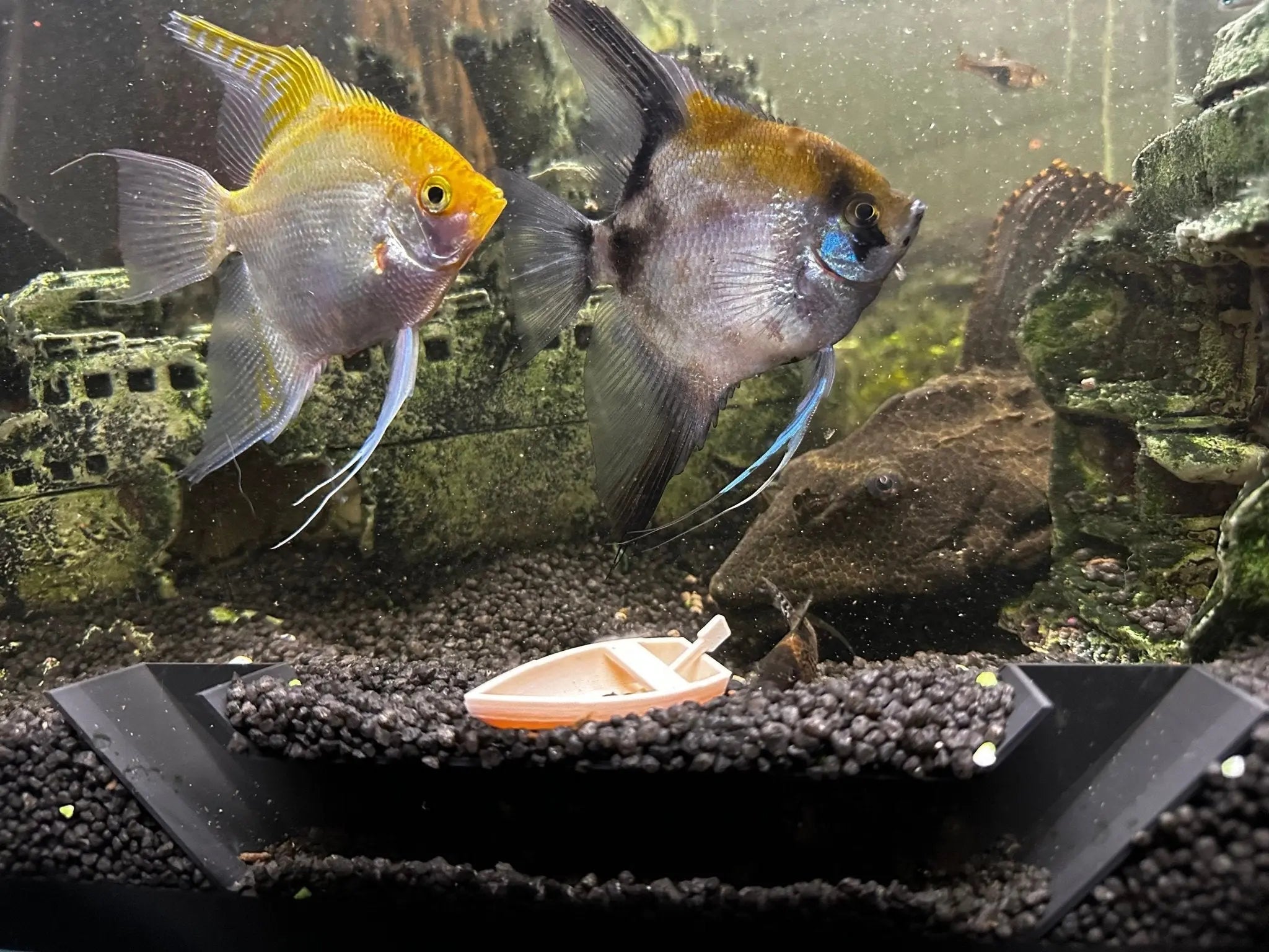 Substrate Aquarium Tunnel For Fish and Shrimp - Blubber Cove